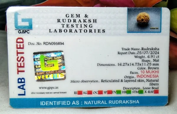 10 Mukhi Certificate