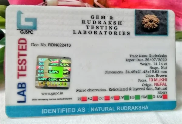 10 Mukhi Certificate