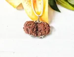 10 Mukhi Gaurishankar Rudraksha