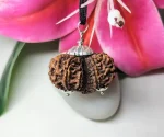 10 Mukhi Gaurishankar Rudraksha