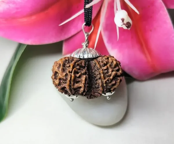10 Mukhi Gaurishankar Rudraksha
