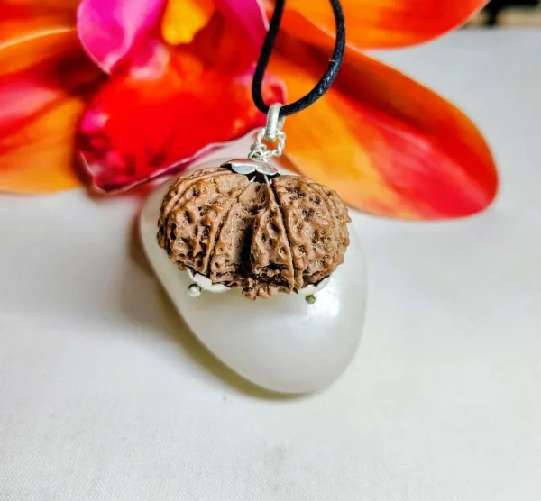 10 Mukhi Gaurishankar Rudraksha