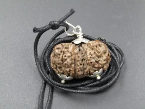 10 Mukhi Gaurishankar Rudraksha