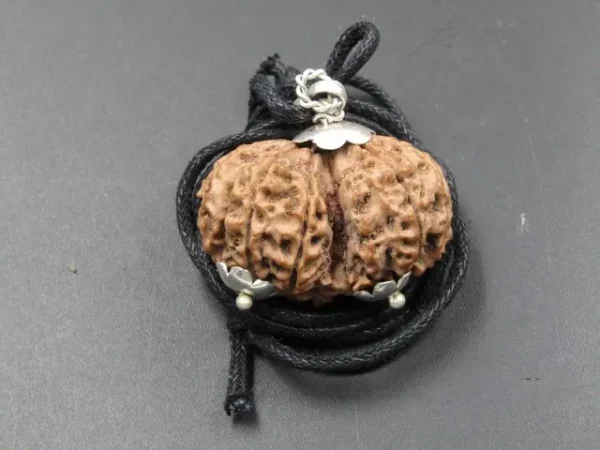 10 Mukhi Gaurishankar Rudraksha