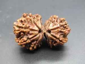 10 Mukhi Gaurishankar Rudraksha