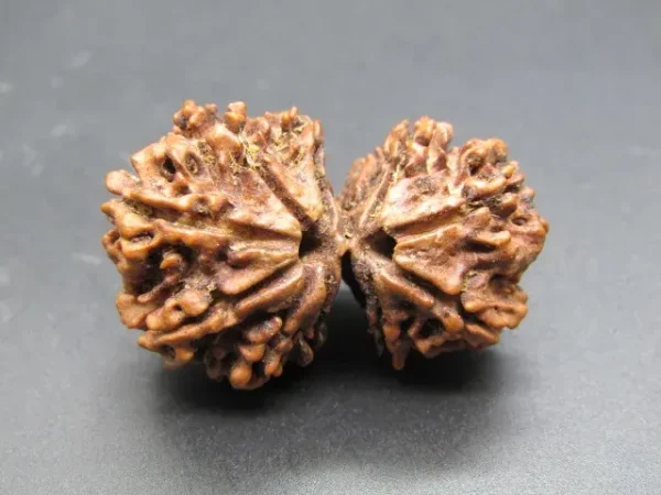10 Mukhi Gaurishankar Rudraksha