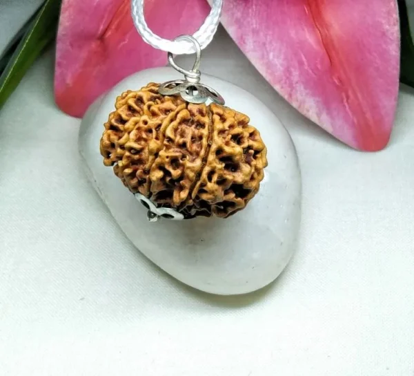 10 Mukhi Rudraksha