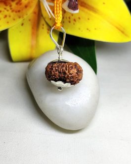 10 Mukhi Rudraksha 10 Mukhi Rudraksha