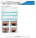 10 Mukhi Certificate