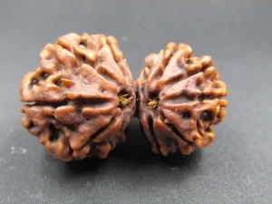 10 Mukhi Gaurishankar Rudraksha