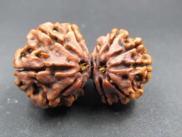 10 Mukhi Gaurishankar Rudraksha