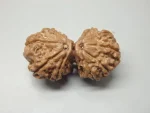10 Mukhi Gaurishankar Rudraksha