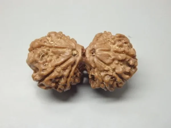 10 Mukhi Gaurishankar Rudraksha