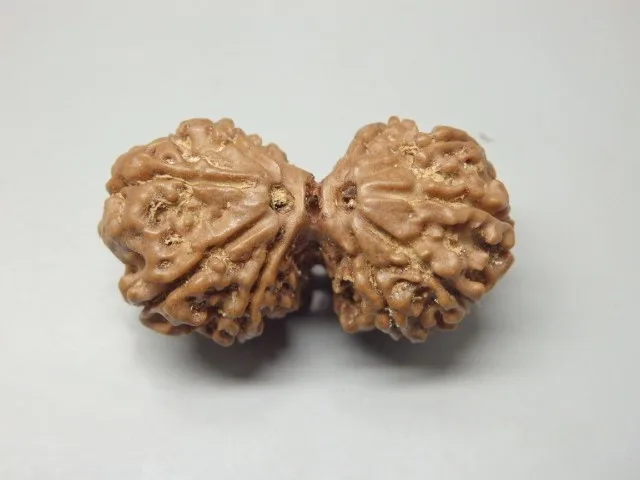 10 Mukhi Gaurishankar Rudraksha