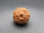 10 Mukhi Rudraksha