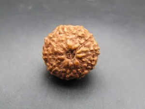 10 Mukhi Rudraksha