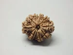10 Mukhi Rudraksha