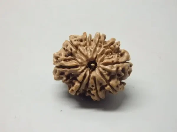 10 Mukhi Rudraksha