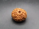 10 Mukhi Rudraksha