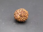 10 Mukhi Rudraksha