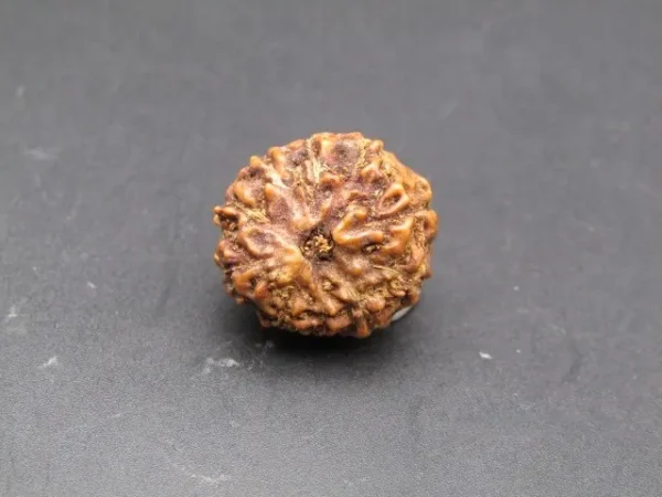10 Mukhi Rudraksha