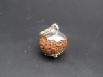 10 Mukhi Rudraksha