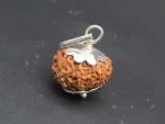 10 Mukhi Rudraksha