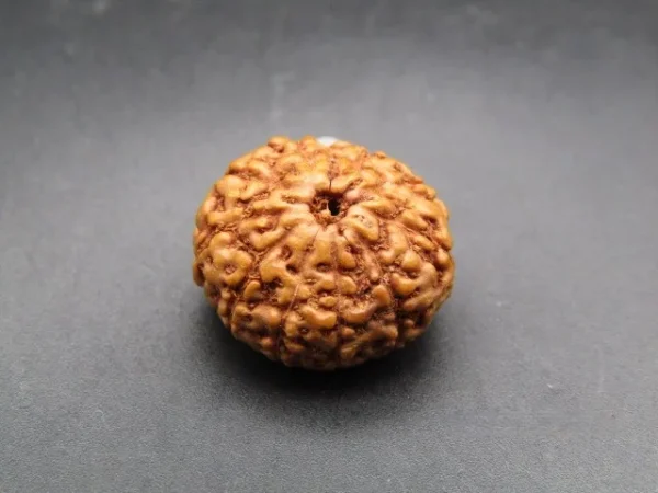 10 Mukhi Rudraksha