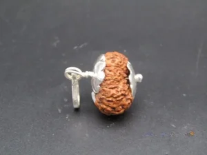 10 Mukhi Rudraksha