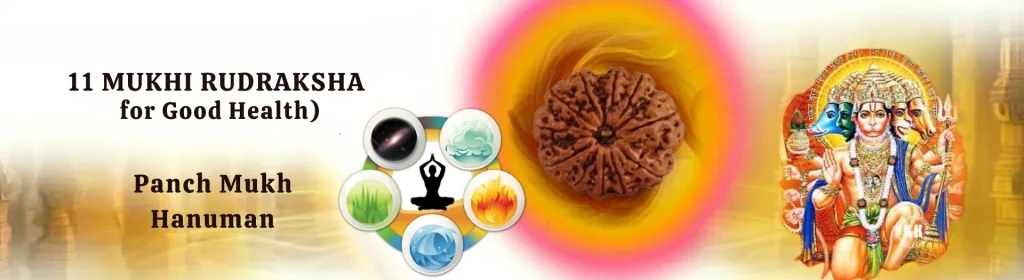 11 MUKHI RUDRAKSHA baner