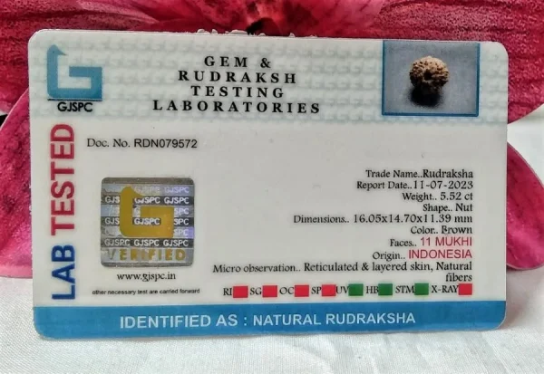 11 Mukhi Certificate