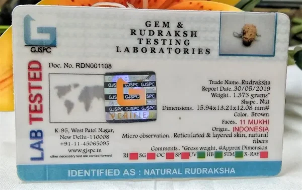 11 Mukhi Certificate