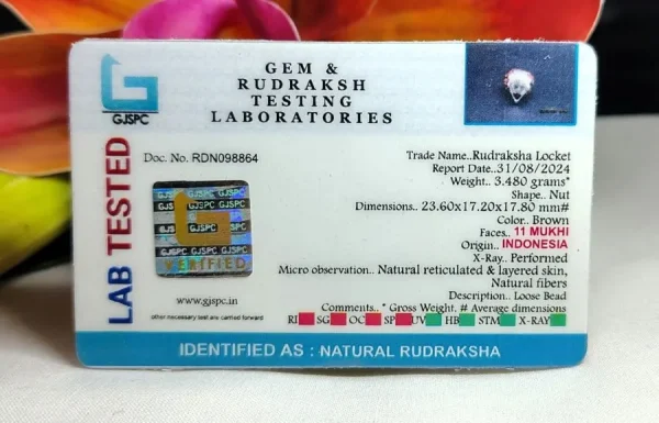 11 Mukhi Certificate