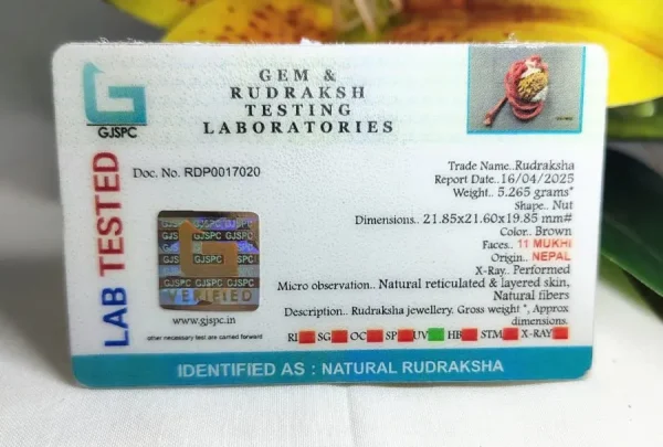 11 Mukhi Certificate