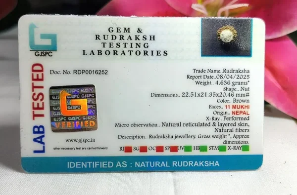 11 Mukhi Certificate