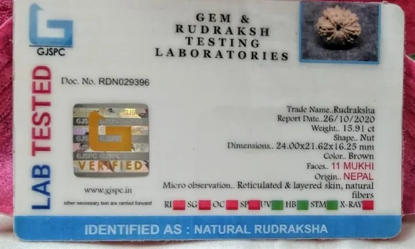 11 Mukhi Certificate