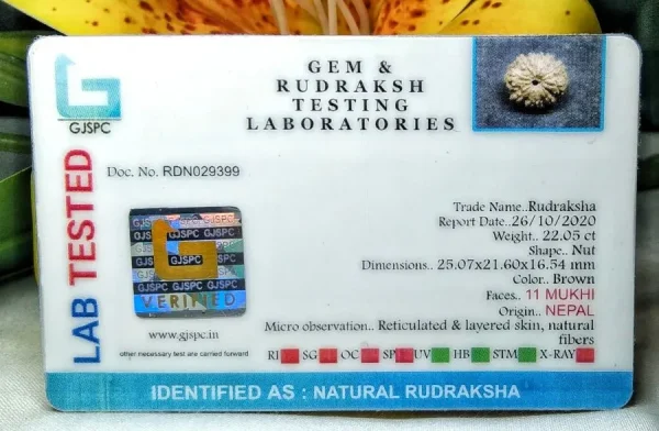11 Mukhi Certificate
