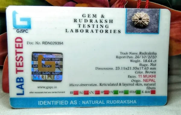 11 Mukhi Certificate