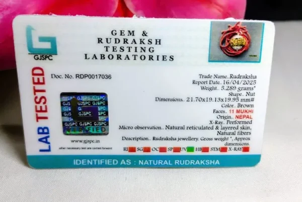 11 Mukhi Certificate