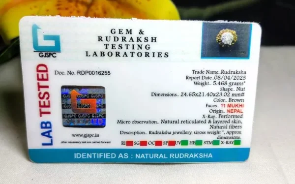 11 Mukhi Certificate