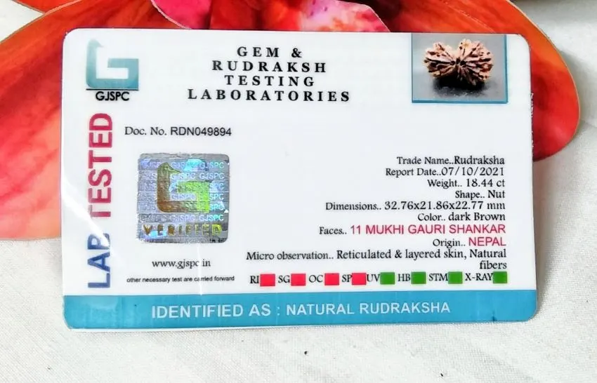 11 Mukhi Certificate