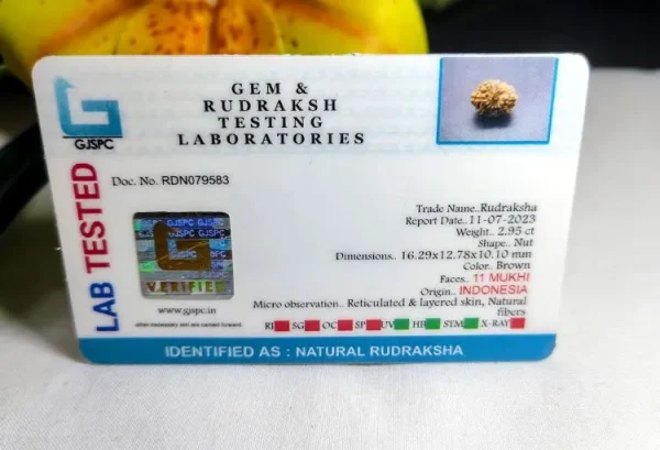 11 Mukhi Certificate