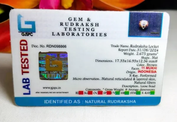 11 Mukhi Certificate