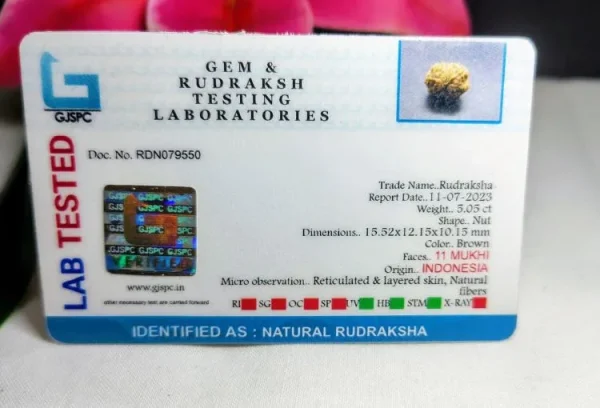 11 Mukhi Certificate