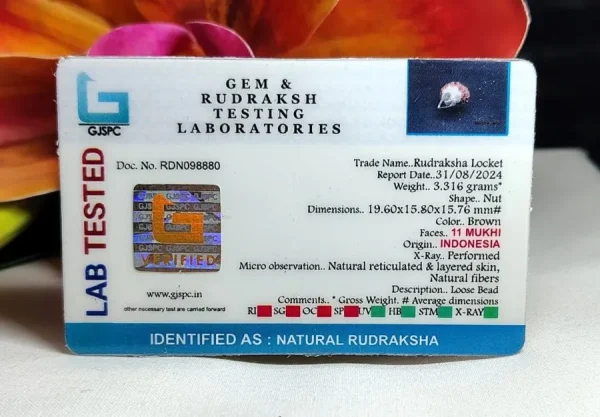 11 Mukhi Certificate
