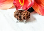 11 Mukhi Gaurishankar Rudraksha