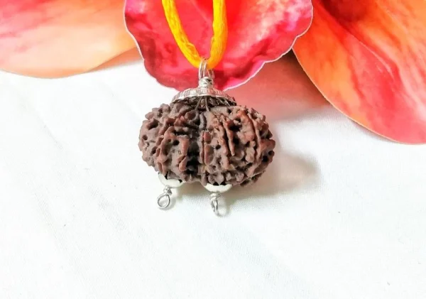 11 Mukhi Gaurishankar Rudraksha