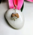 11 Mukhi Rudraksha