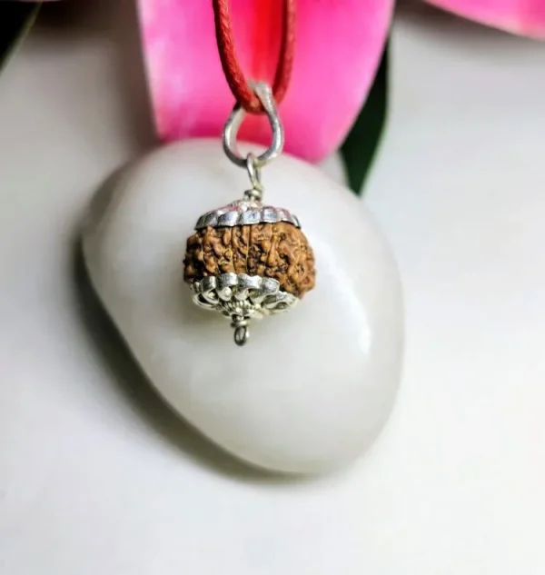 11 Mukhi Rudraksha