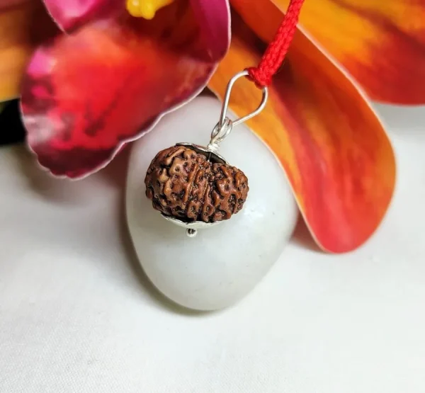 11 Mukhi Rudraksha